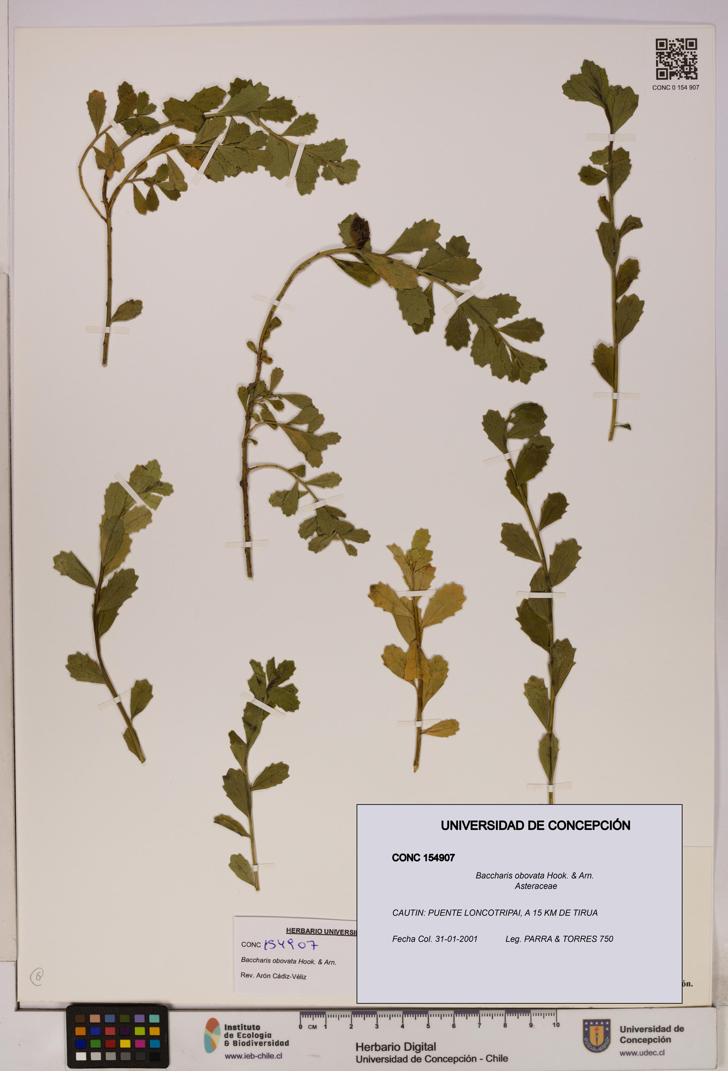 Baccharis obovata [Espécimen: UDEC:CONC:0154907]