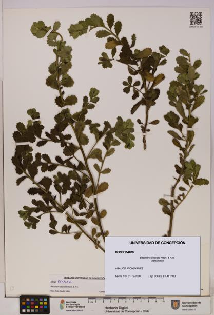 Baccharis obovata [Espécimen: UDEC:CONC:0154908]