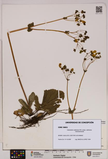 Calceolaria valdiviana subsp. valdiviana [Espécimen: UDEC:CONC:0154912]