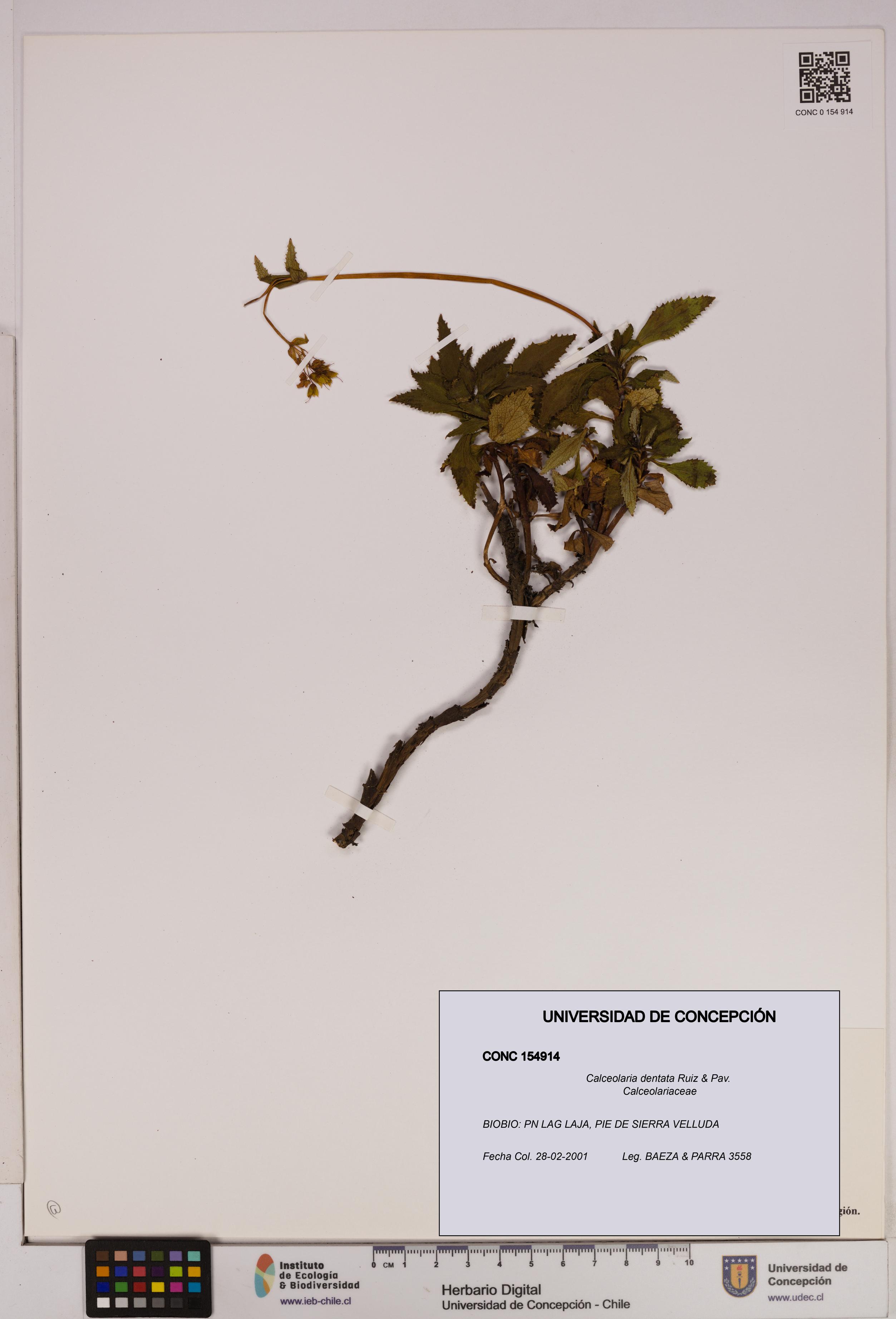 Calceolaria dentata [Espécimen: UDEC:CONC:0154914]