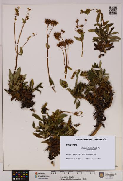 Calceolaria dentata [Espécimen: UDEC:CONC:0154915]