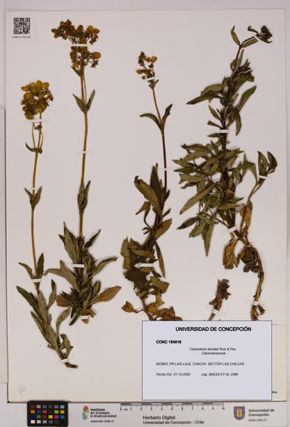 Calceolaria dentata [Espécimen: UDEC:CONC:0154916]