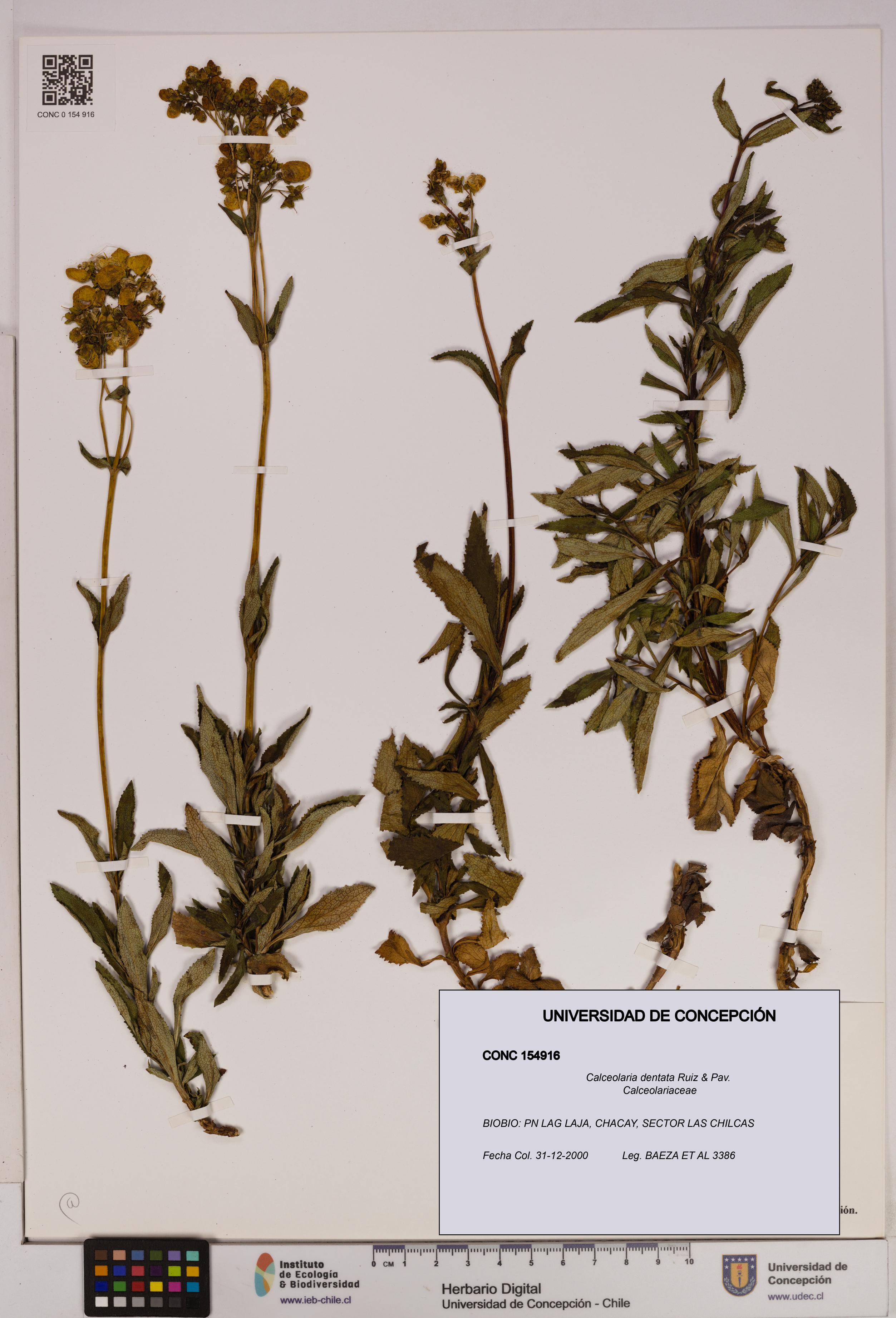 Calceolaria dentata [Espécimen: UDEC:CONC:0154916]