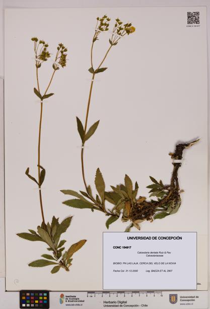 Calceolaria dentata [Espécimen: UDEC:CONC:0154917]