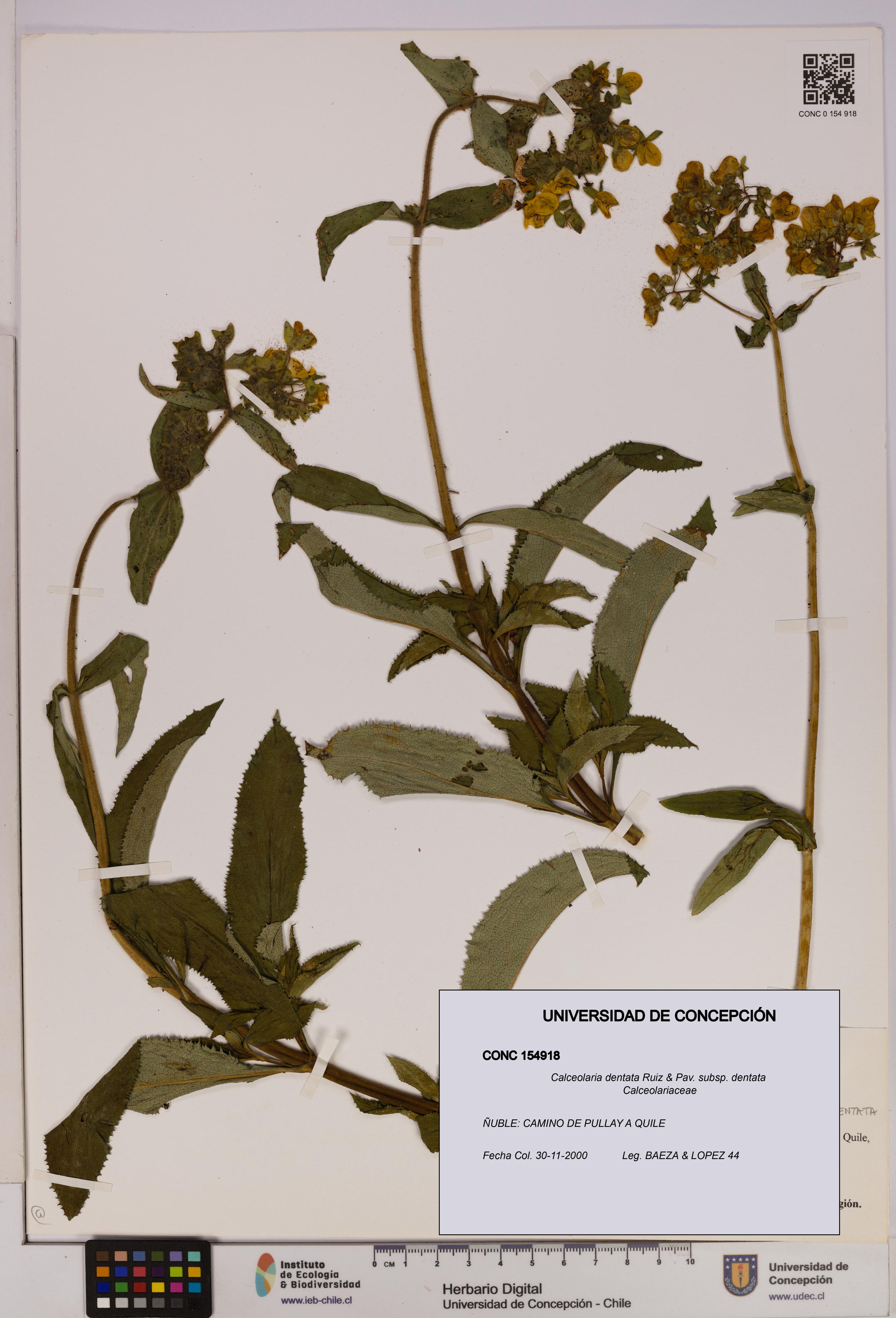 Calceolaria dentata subsp. dentata [Espécimen: UDEC:CONC:0154918]