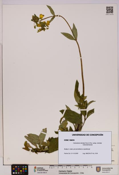 Calceolaria dentata subsp. dentata [Espécimen: UDEC:CONC:0154919]