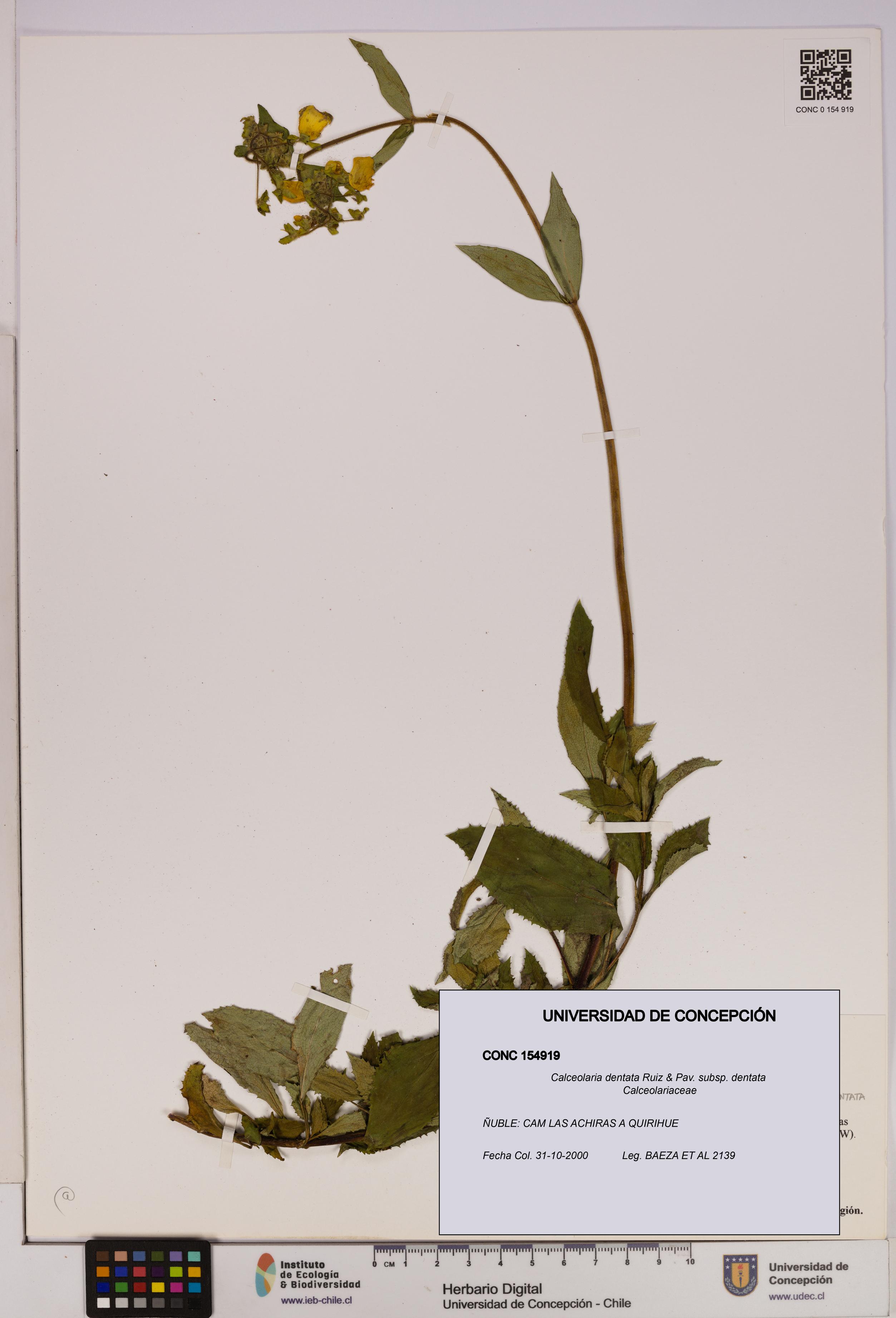 Calceolaria dentata subsp. dentata [Espécimen: UDEC:CONC:0154919]
