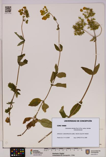 Calceolaria dentata subsp. dentata [Espécimen: UDEC:CONC:0154920]