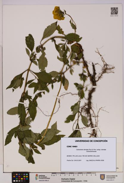 Calceolaria dentata subsp. dentata [Espécimen: UDEC:CONC:0154921]