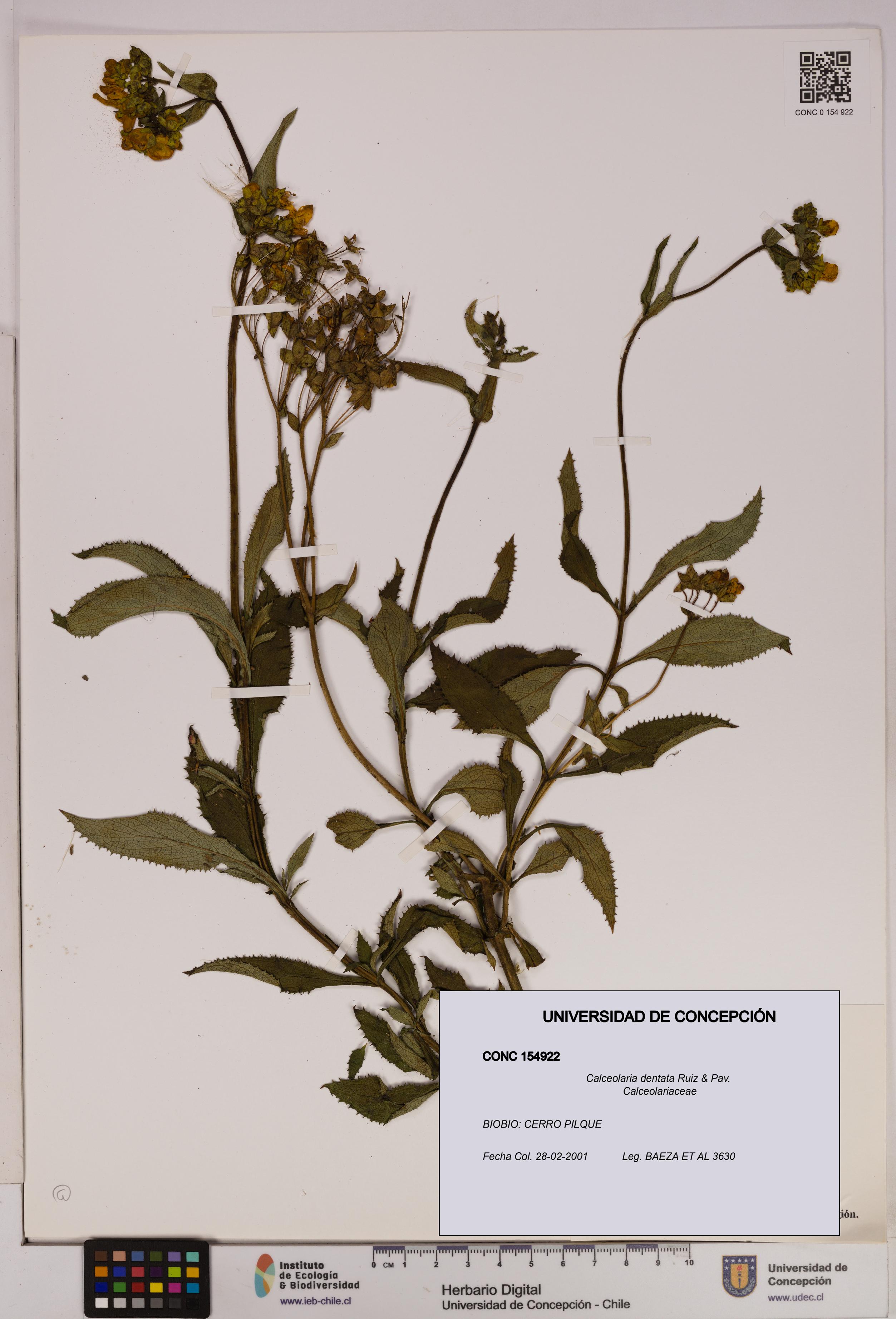 Calceolaria dentata [Espécimen: UDEC:CONC:0154922]