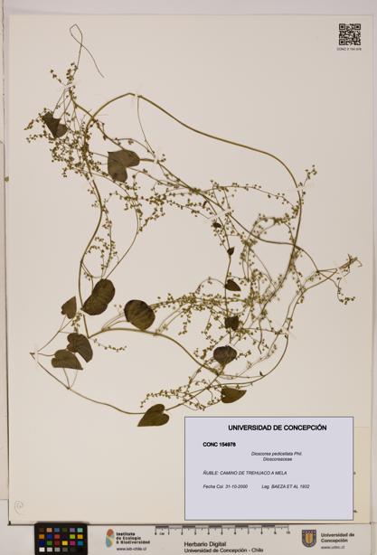 Dioscorea pedicellata [Espécimen: ]