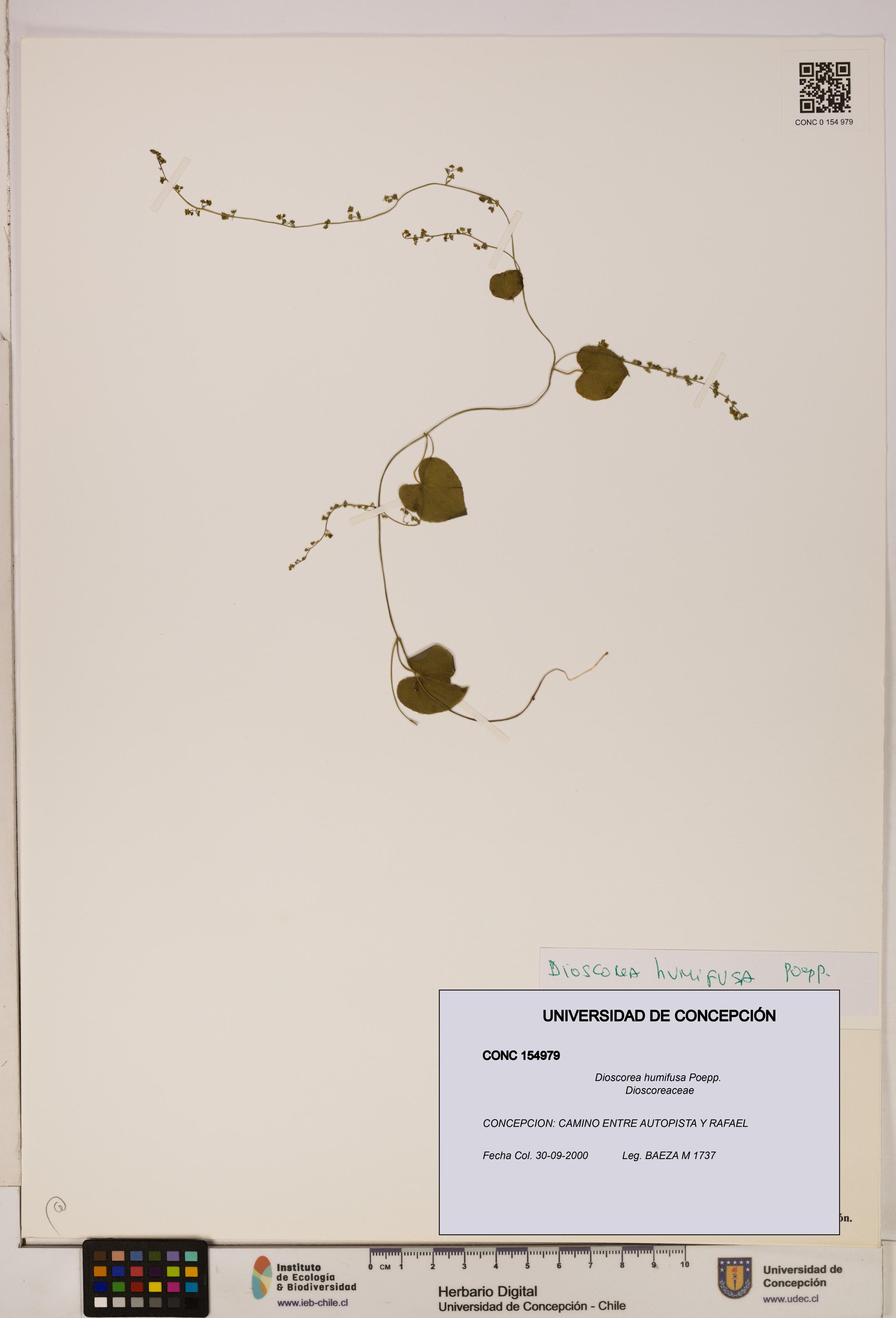 Dioscorea humifusa [Espécimen: ]