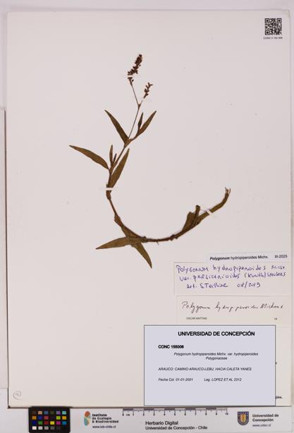 Polygonum hydropiperoides var. hydropiperoides [Espécimen: UDEC:CONC:0155006]