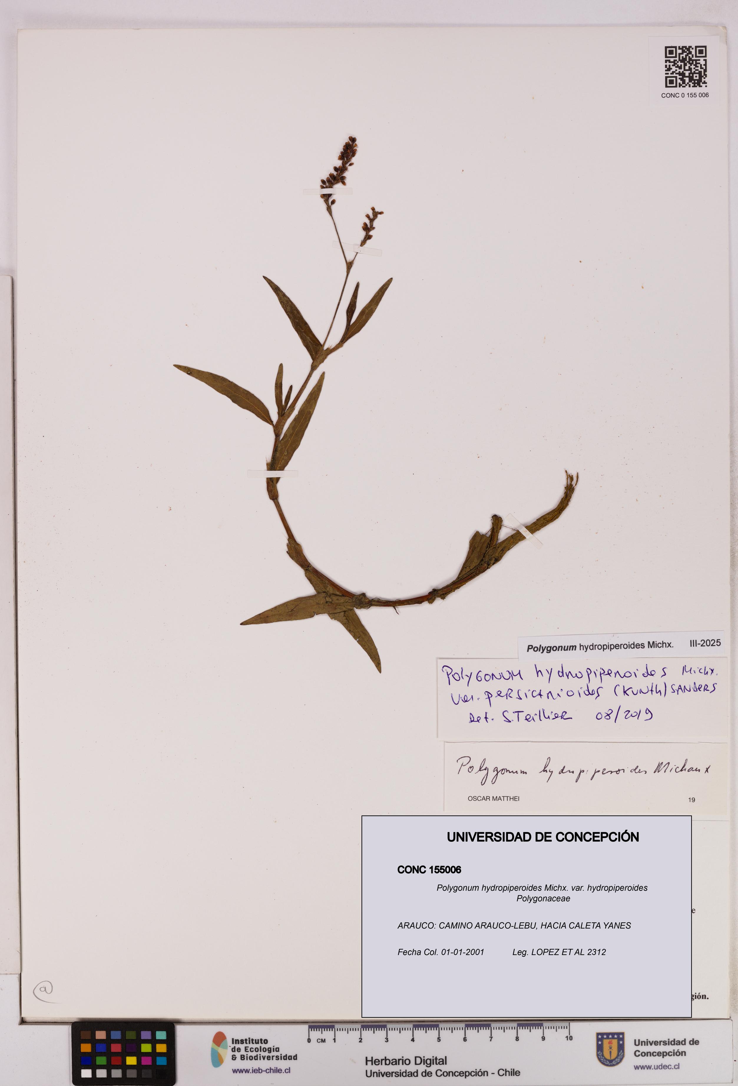 Polygonum hydropiperoides var. hydropiperoides [Espécimen: UDEC:CONC:0155006]