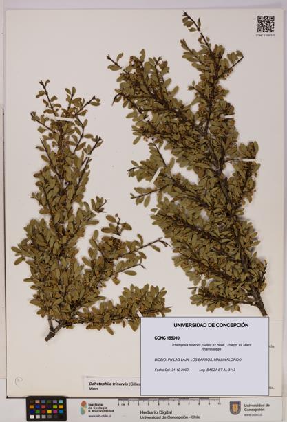 Ochetophila trinervis [Espécimen: UDEC:CONC:0155010]