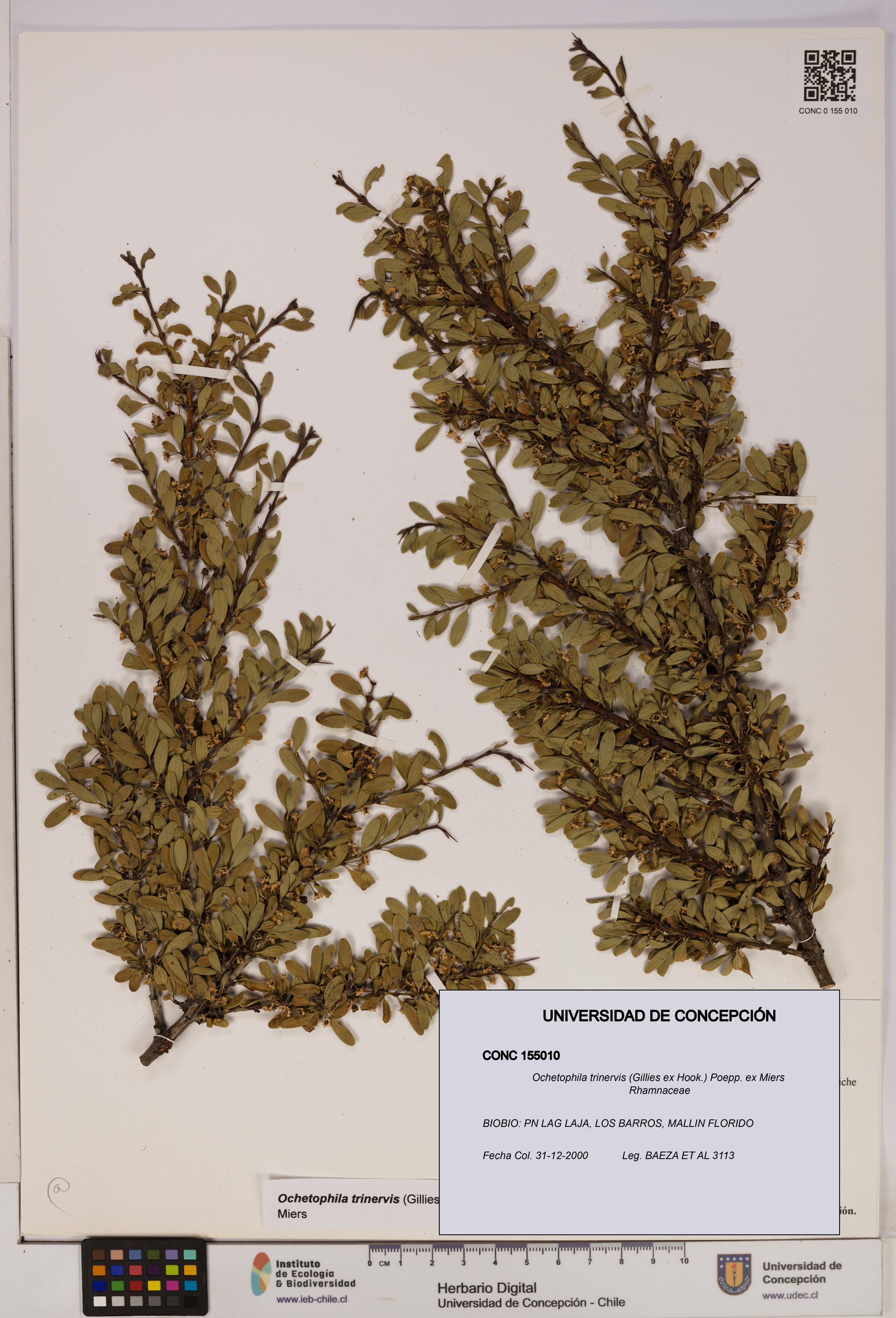 Ochetophila trinervis [Espécimen: UDEC:CONC:0155010]