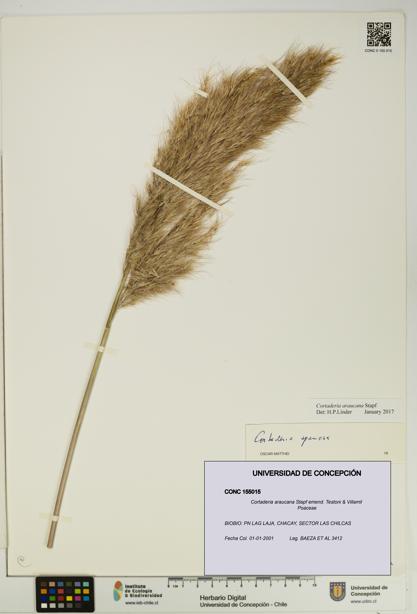 Cortaderia araucana [Espécimen: UDEC:CONC:0155015]