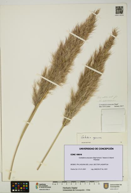 Cortaderia araucana [Espécimen: UDEC:CONC:0155016]