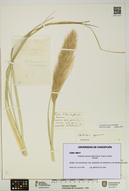 Cortaderia araucana [Espécimen: UDEC:CONC:0155017]