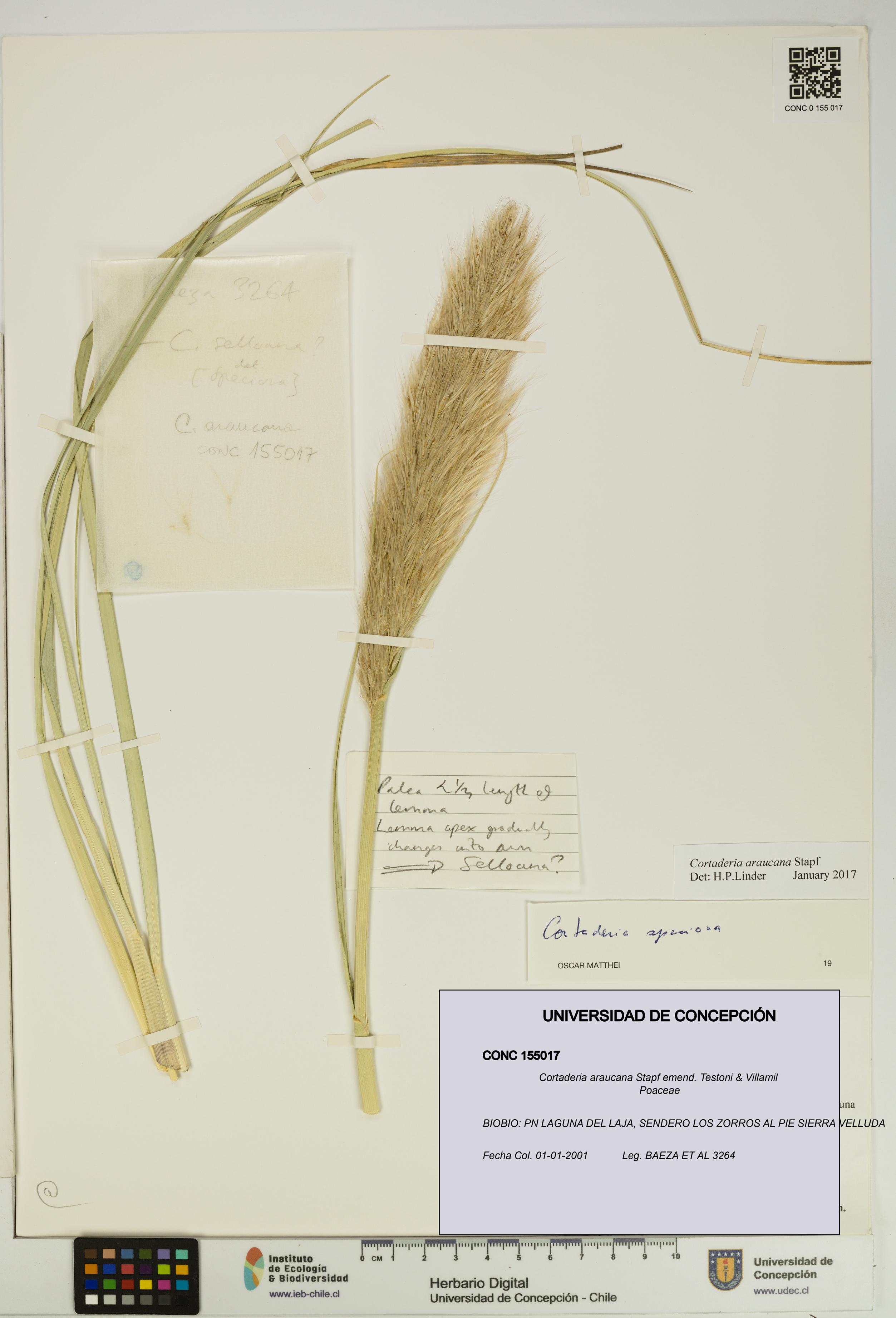 Cortaderia araucana [Espécimen: UDEC:CONC:0155017]