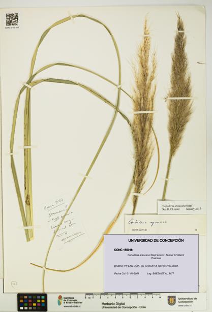 Cortaderia araucana [Espécimen: UDEC:CONC:0155018]