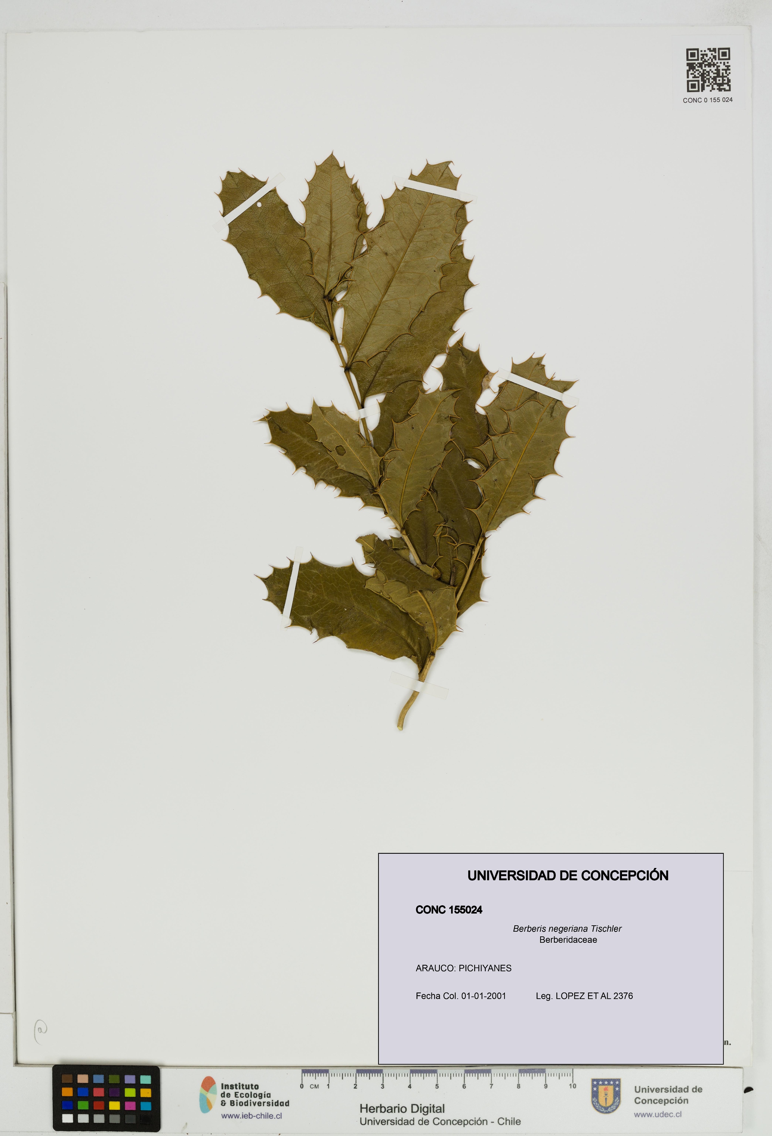 Berberis negeriana [Espécimen: UDEC:CONC:0155024]