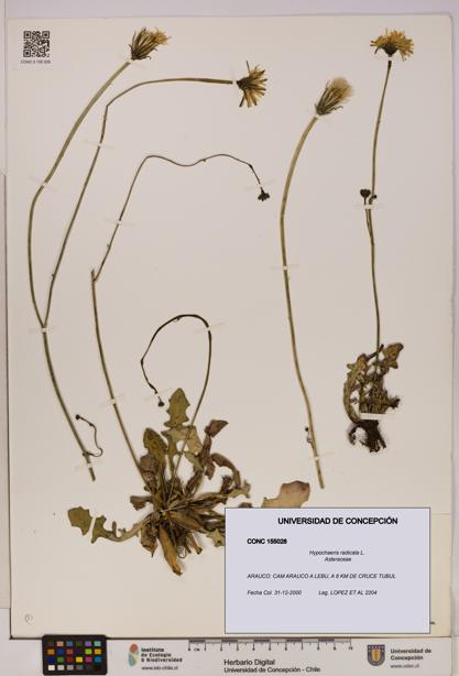 Hypochaeris radicata [Espécimen: UDEC:CONC:0155028]