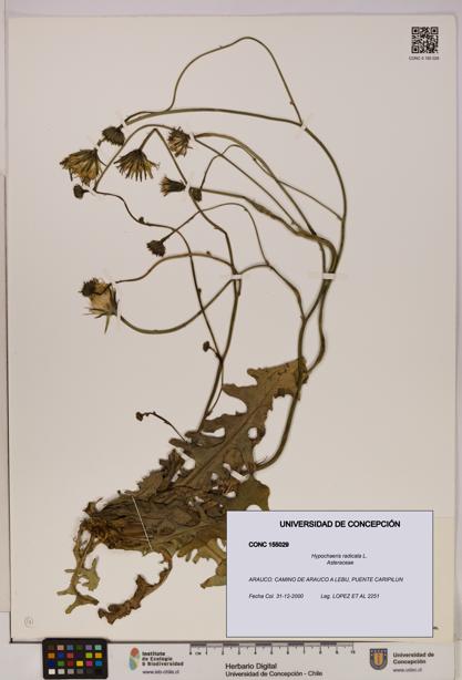Hypochaeris radicata [Espécimen: UDEC:CONC:0155029]
