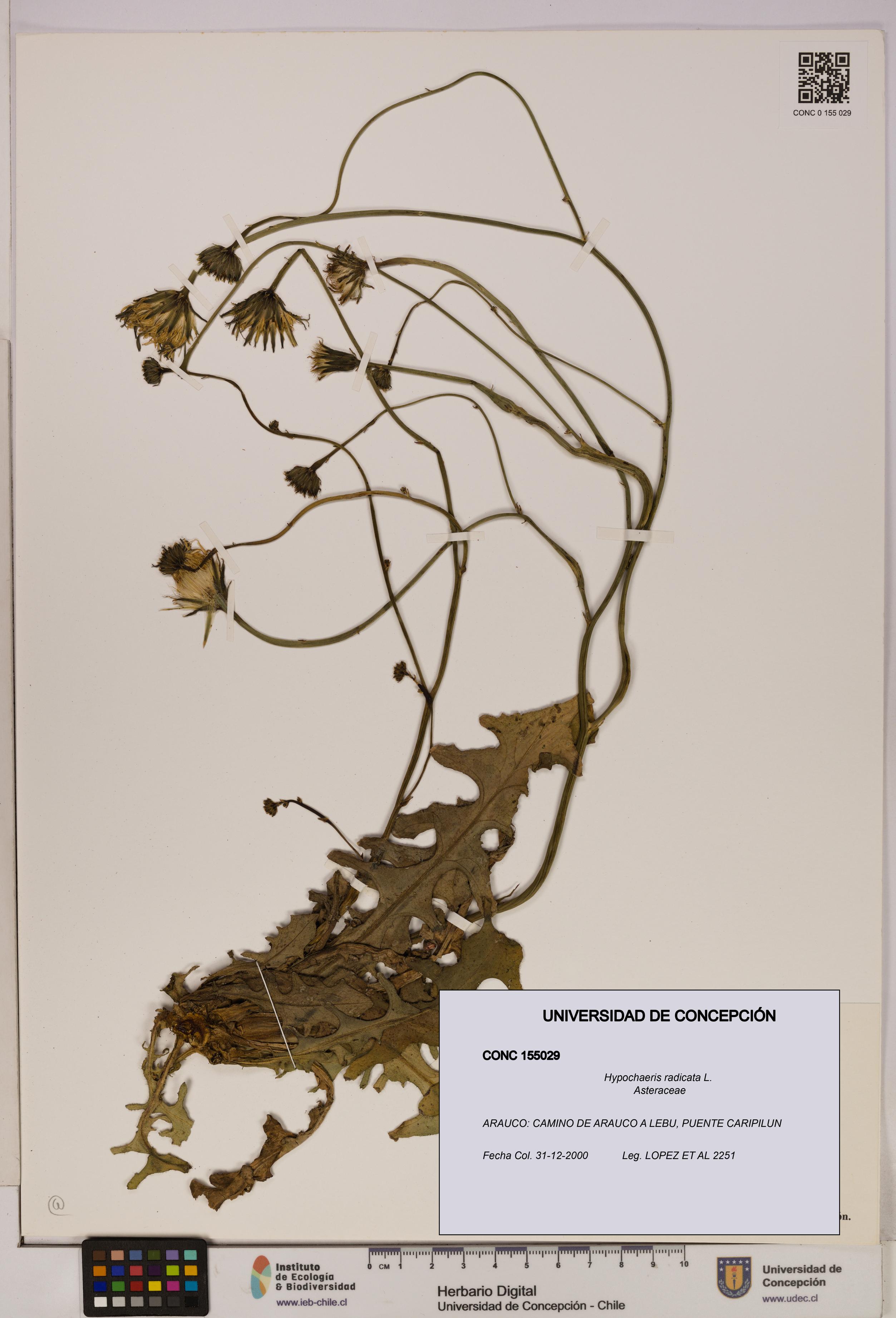 Hypochaeris radicata [Espécimen: UDEC:CONC:0155029]