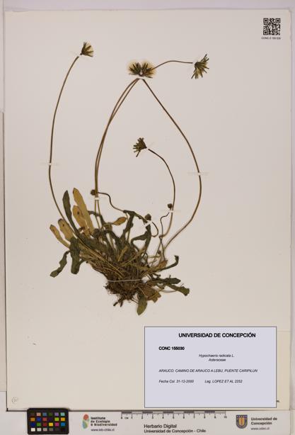 Hypochaeris radicata [Espécimen: UDEC:CONC:0155030]