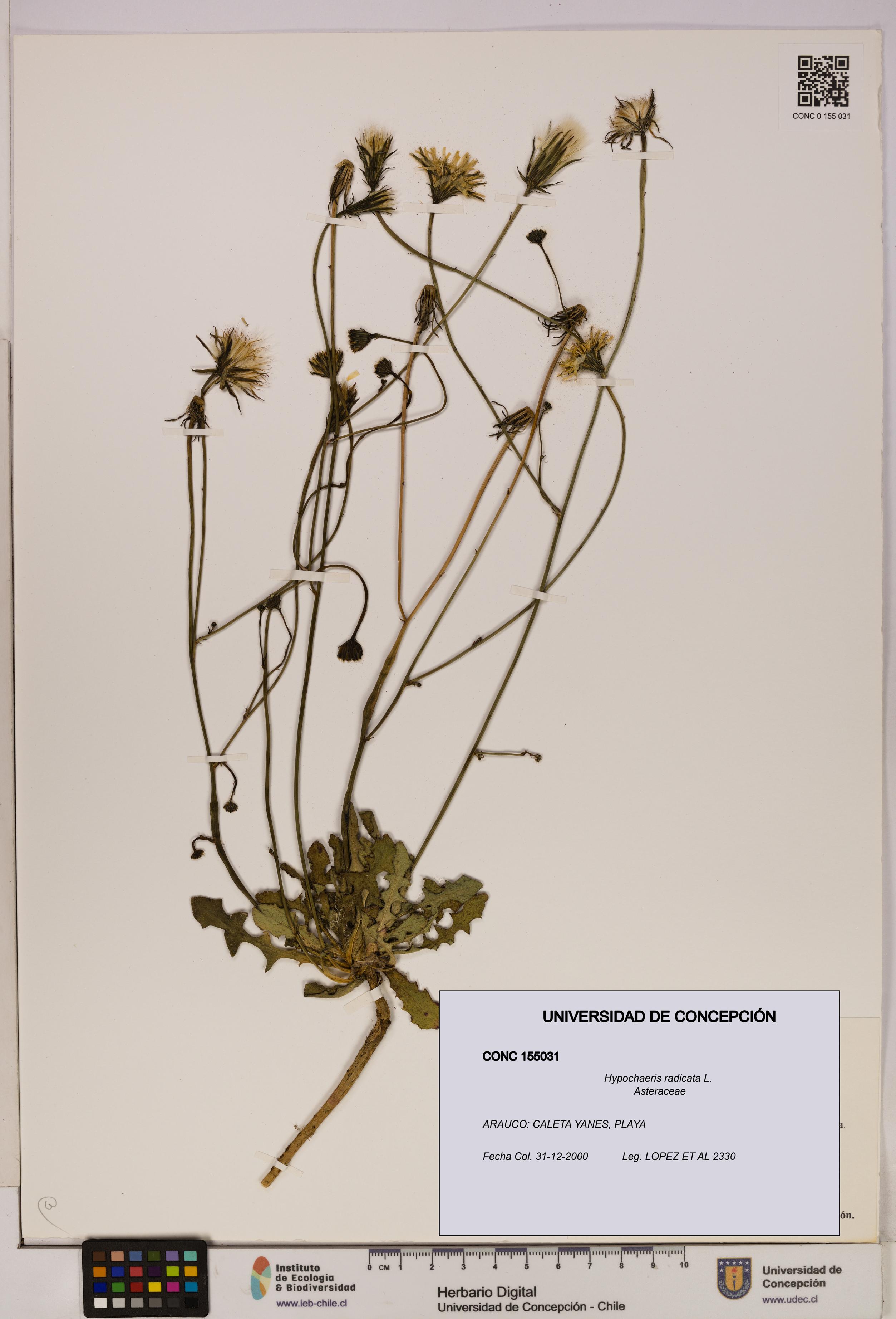 Hypochaeris radicata [Espécimen: UDEC:CONC:0155031]
