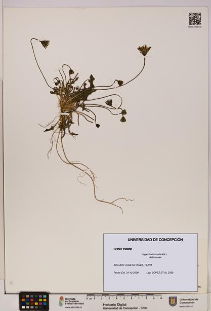 Hypochaeris radicata [Espécimen: UDEC:CONC:0155032]