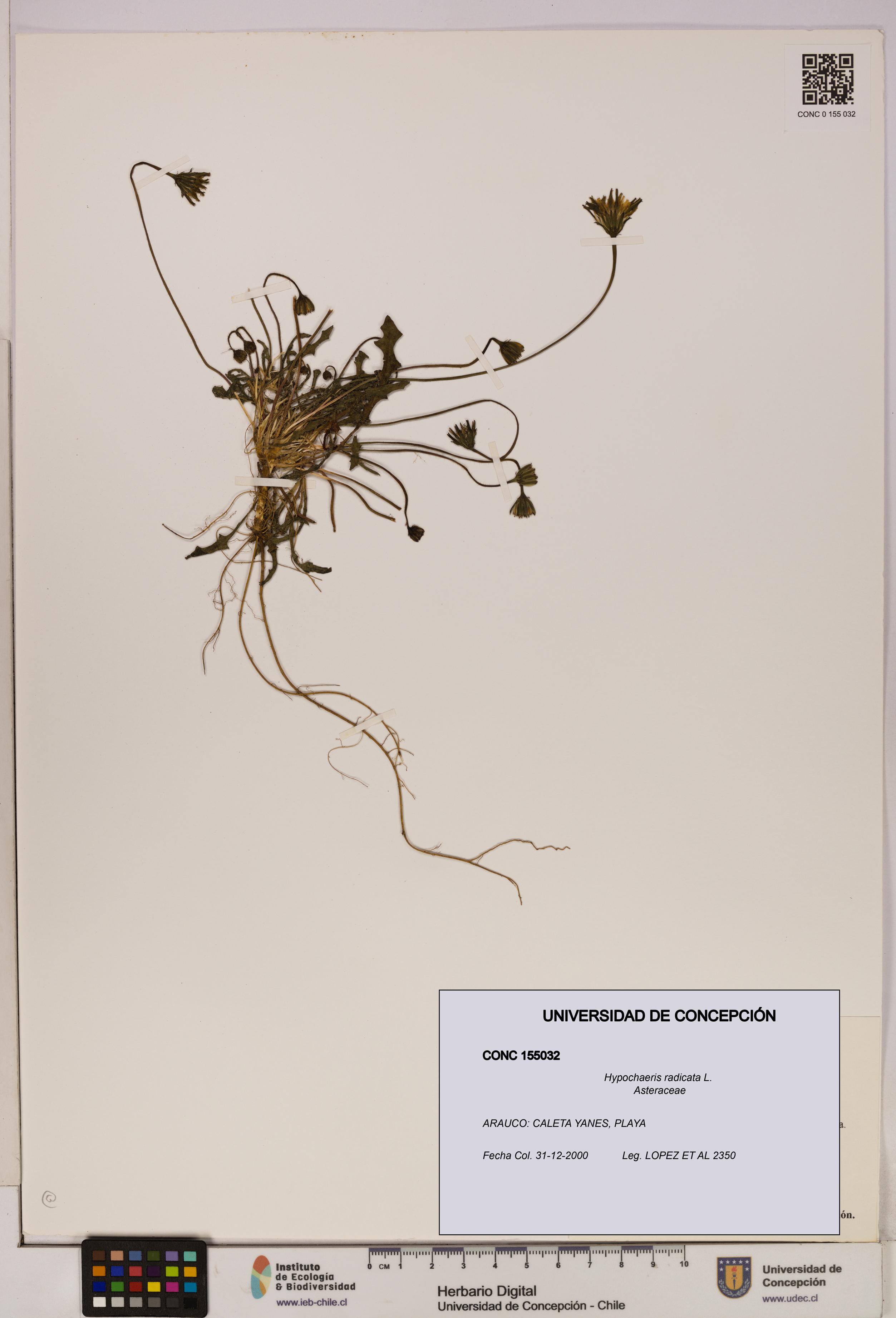 Hypochaeris radicata [Espécimen: UDEC:CONC:0155032]
