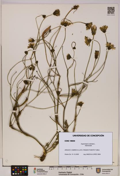 Hypochaeris radicata [Espécimen: UDEC:CONC:0155033]