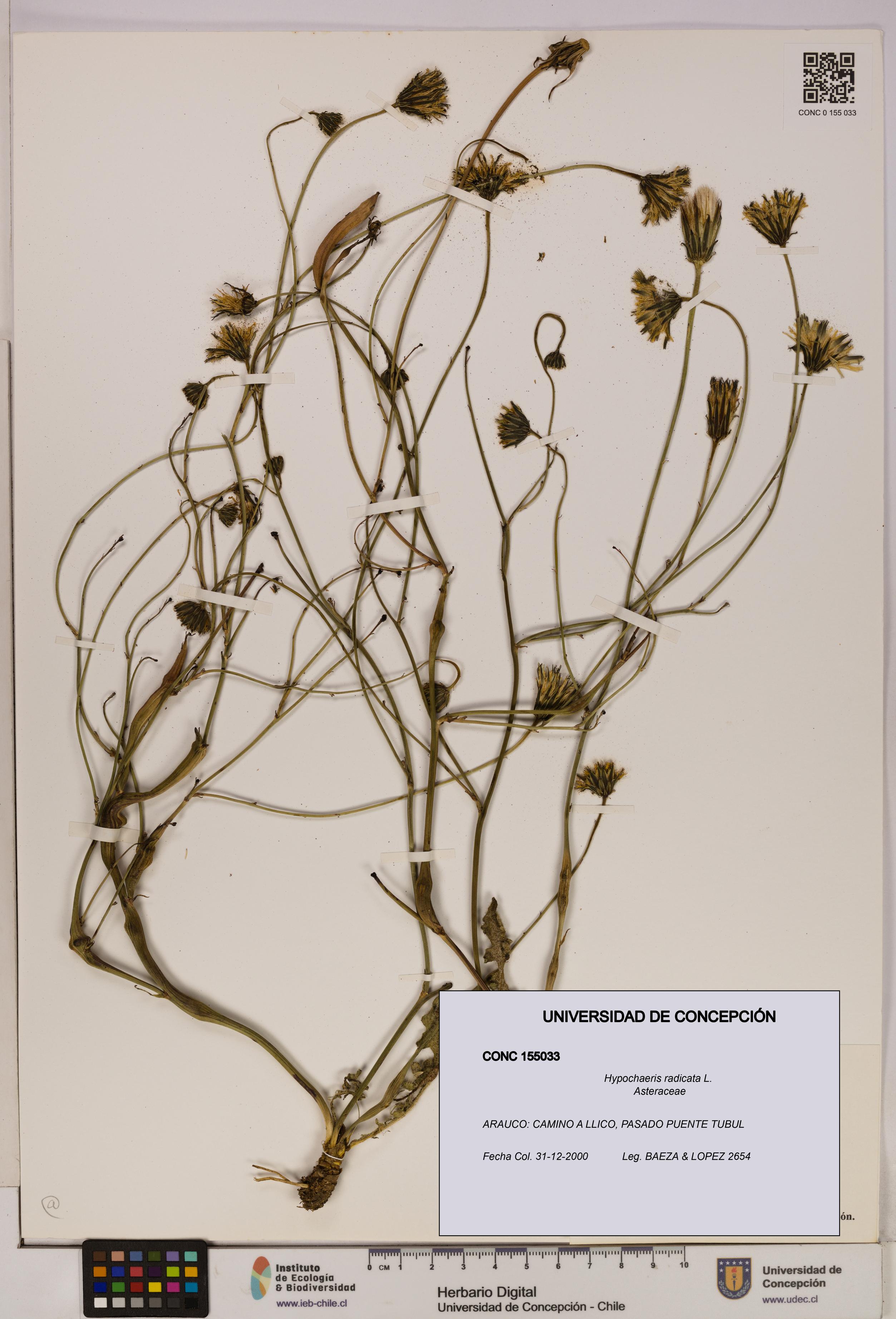 Hypochaeris radicata [Espécimen: UDEC:CONC:0155033]