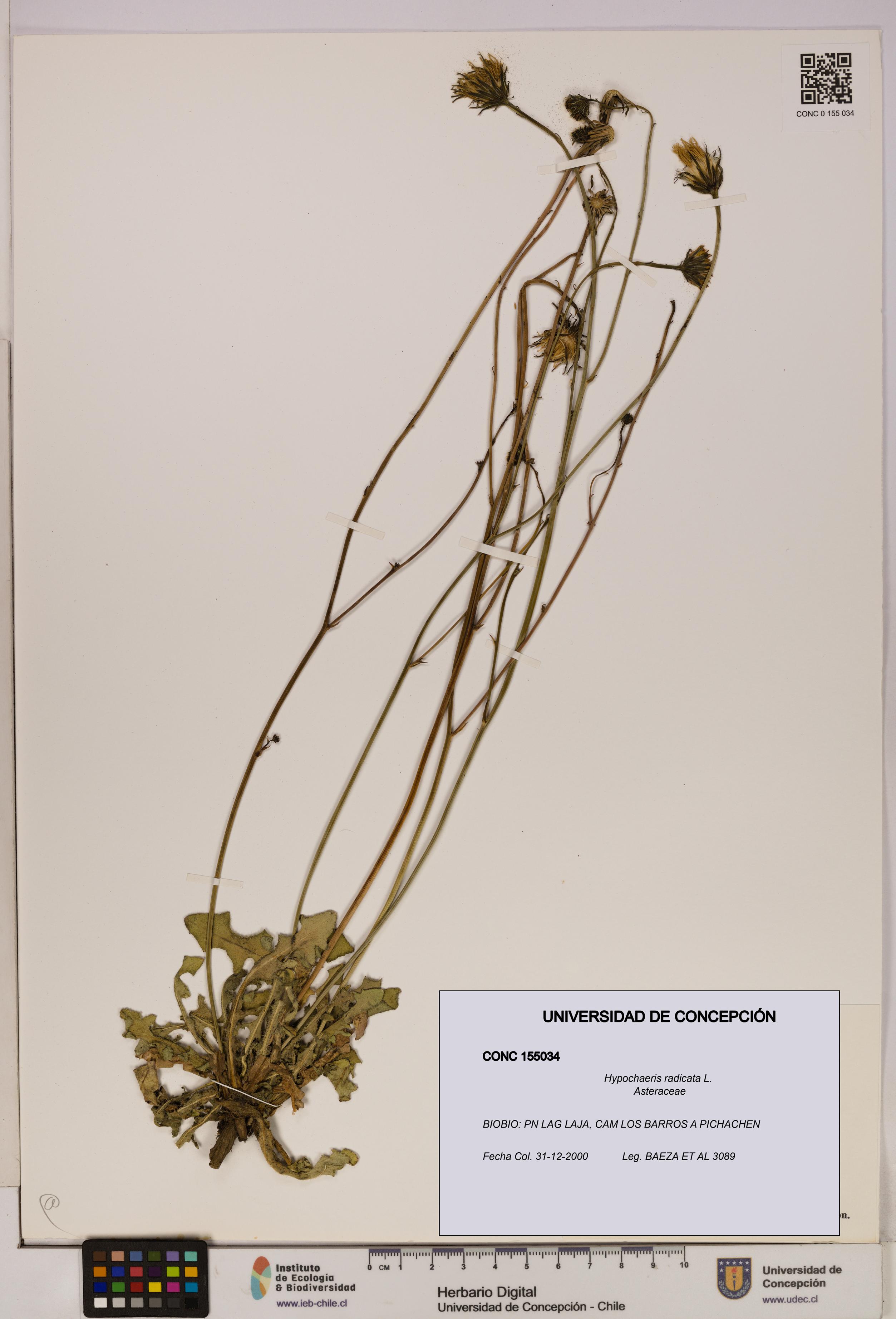 Hypochaeris radicata [Espécimen: UDEC:CONC:0155034]