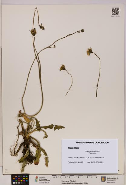 Hypochaeris radicata [Espécimen: UDEC:CONC:0155035]