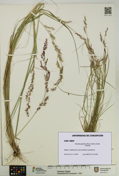 Nassella gigantea [Espécimen: UDEC:CONC:0155037]