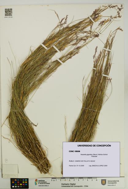 Nassella gigantea [Espécimen: UDEC:CONC:0155038]