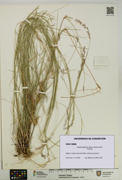 Nassella gigantea [Espécimen: UDEC:CONC:0155039]