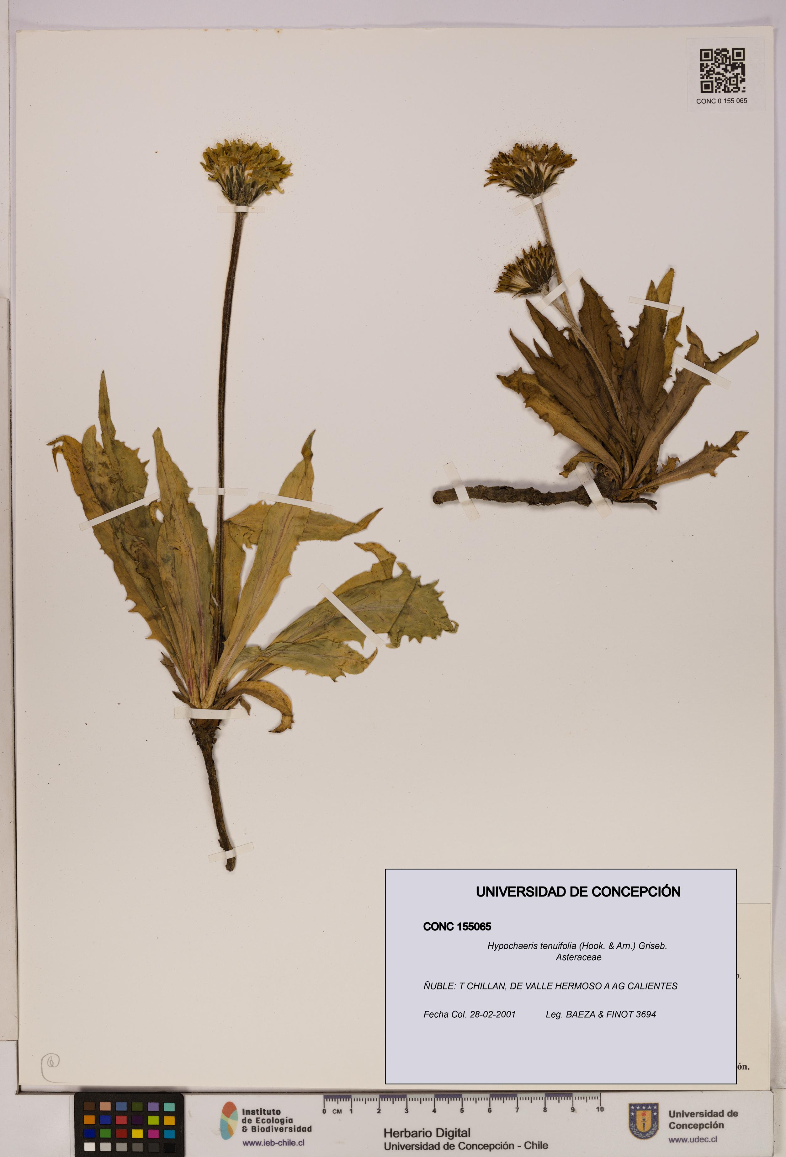 Hypochaeris tenuifolia [Espécimen: UDEC:CONC:0155065]