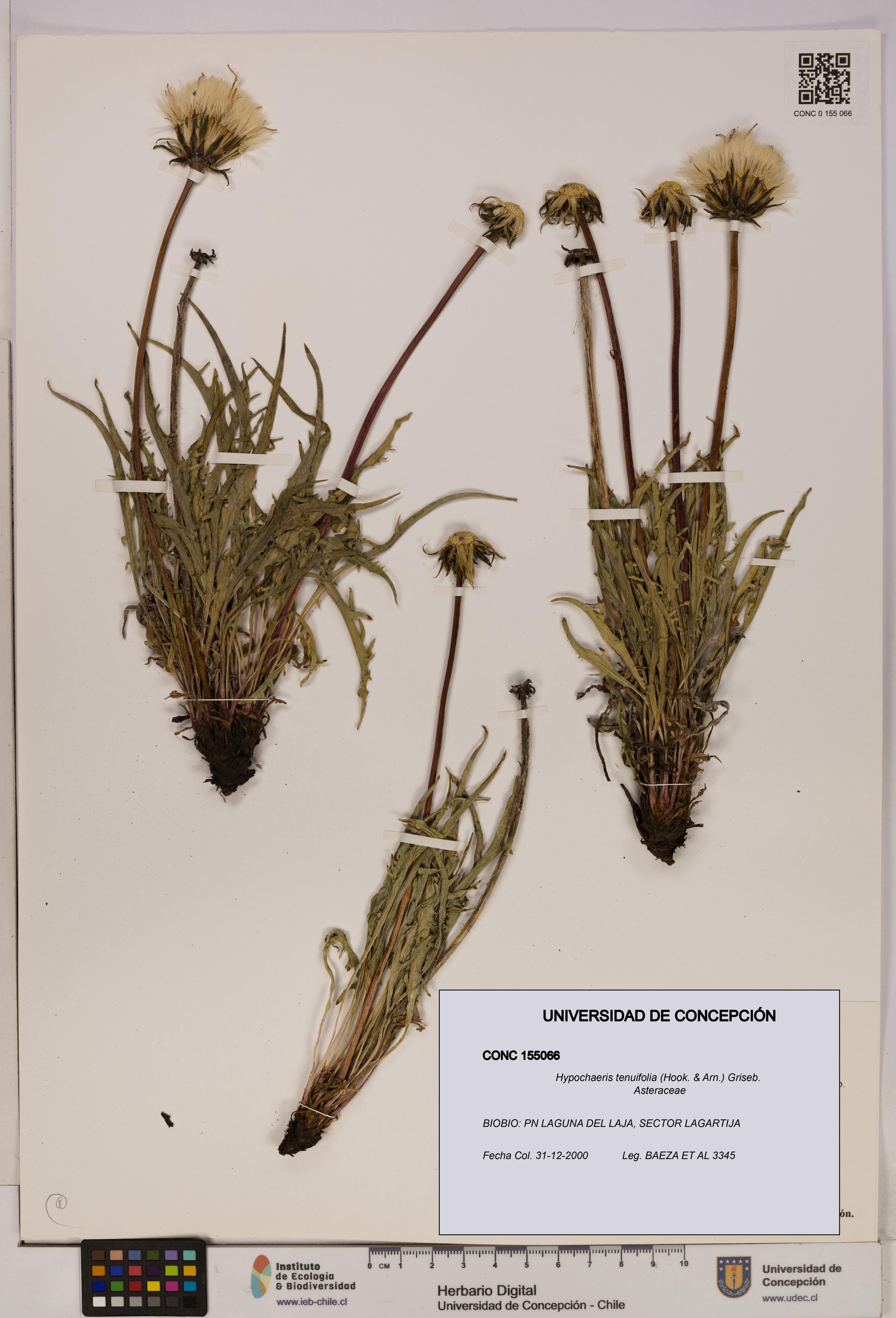 Hypochaeris tenuifolia [Espécimen: UDEC:CONC:0155066]