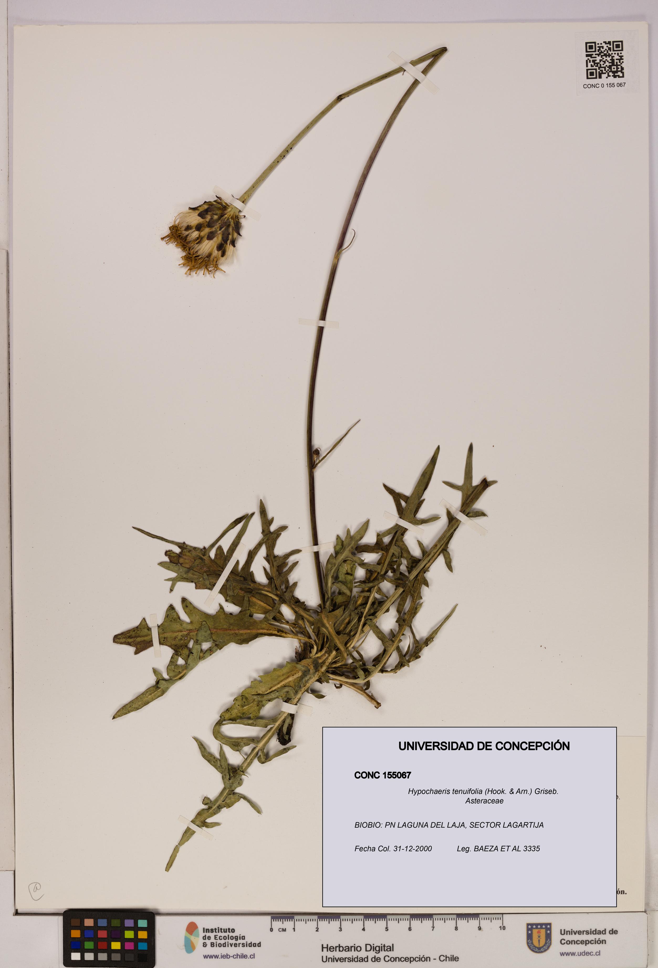 Hypochaeris tenuifolia [Espécimen: UDEC:CONC:0155067]