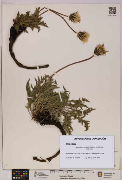 Hypochaeris tenuifolia [Espécimen: UDEC:CONC:0155068]