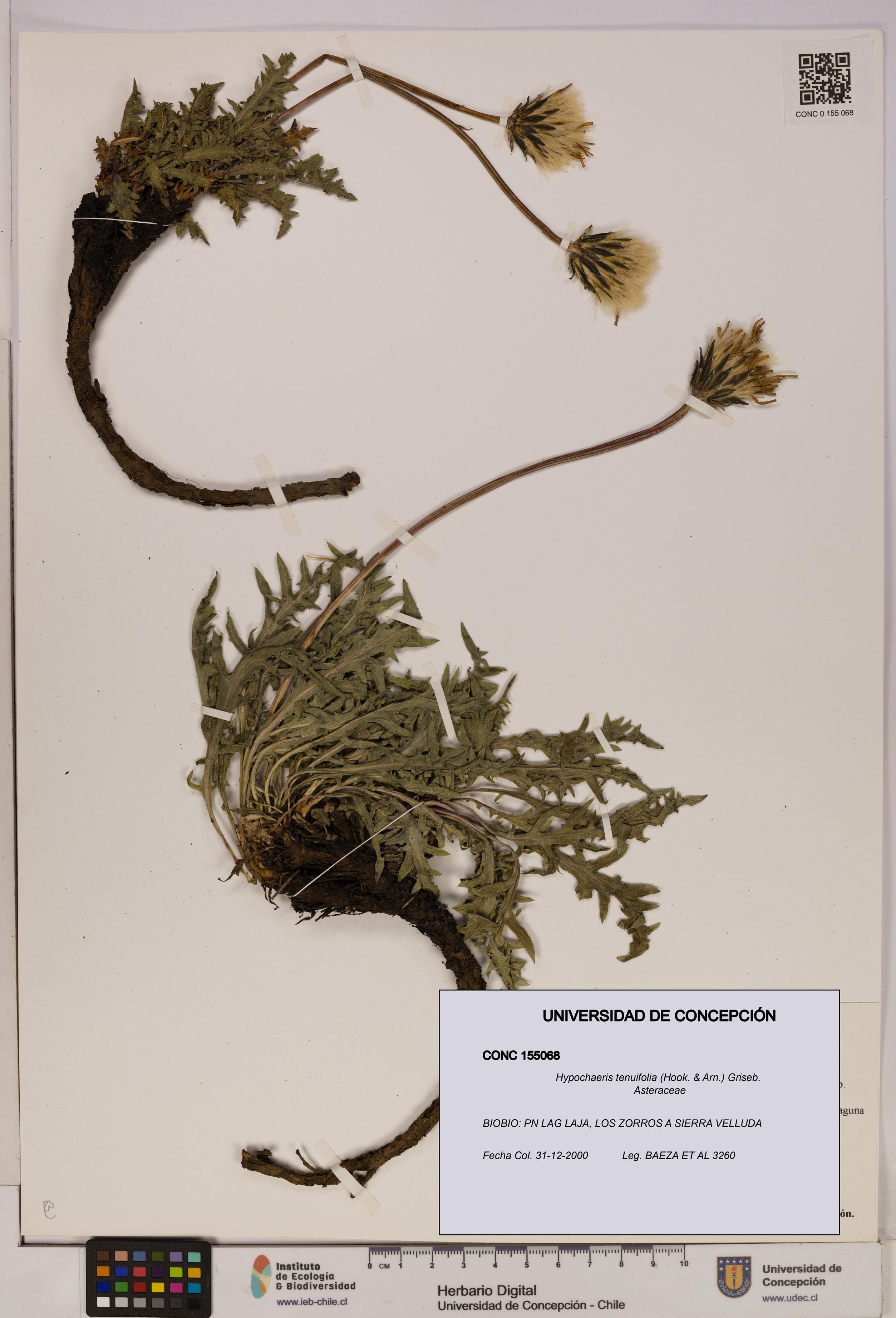 Hypochaeris tenuifolia [Espécimen: UDEC:CONC:0155068]