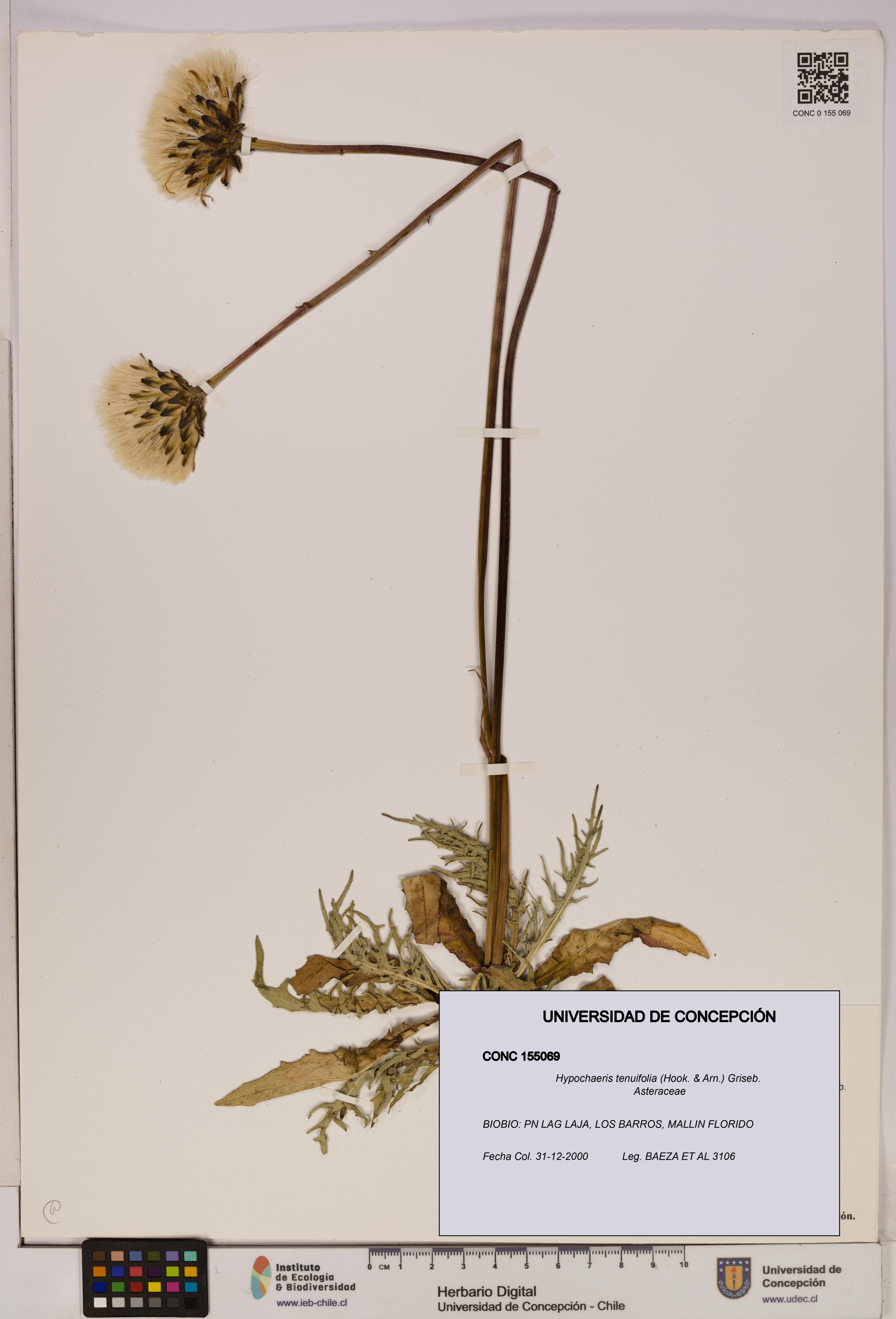 Hypochaeris tenuifolia [Espécimen: UDEC:CONC:0155069]