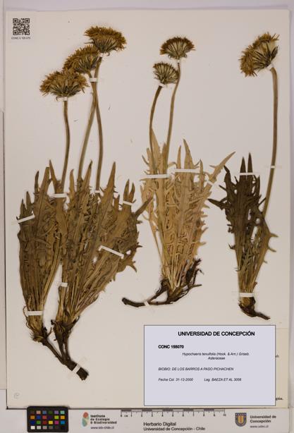 Hypochaeris tenuifolia [Espécimen: UDEC:CONC:0155070]