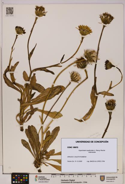 Hypochaeris spathulata [Espécimen: UDEC:CONC:0155072]