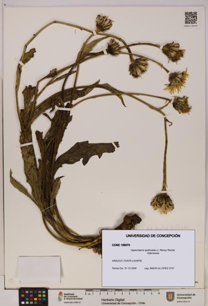 Hypochaeris spathulata [Espécimen: UDEC:CONC:0155073]