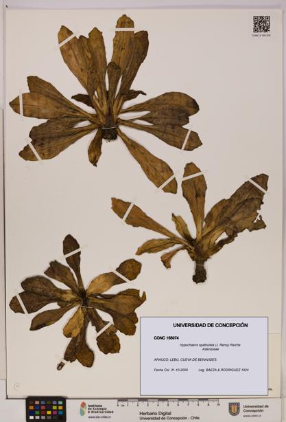 Hypochaeris spathulata [Espécimen: UDEC:CONC:0155074]